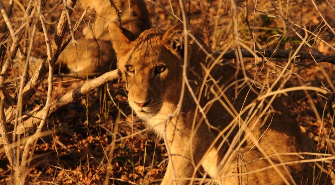 Lion cub at South Luanga National Park